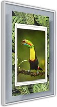Toucan in the Frame.