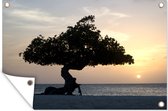 Tuindecoratie Eenzame boom staat op het strand in Aruba - 60x40 cm - Tuinposter - Tuindoek - Buitenposter