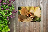 Tuindecoratie Eikels in de herfst zon - 60x40 cm - Tuinposter - Tuindoek