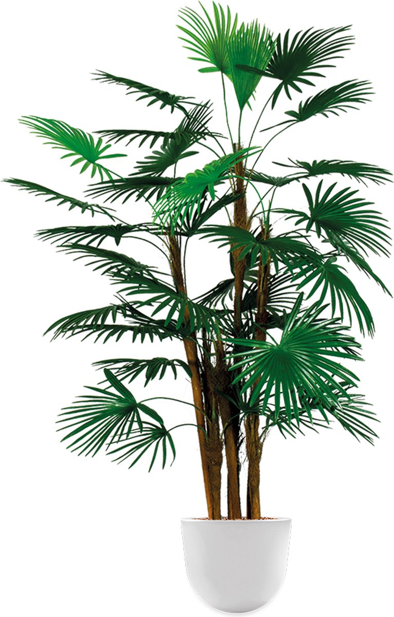HTT Decorations Kunstplant Rhapis palm in Eggy H125 cm Wit