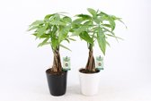 Kamerplanten van Botanicly – 2 × Geldboom – Hoogte: 40 cm – Pachira aquatica