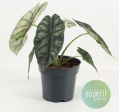 Kamerplant van Botanicly – Olifantsoor – Hoogte: 25 cm – Alocasia