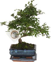 Bonsai van Botanicly – Zelkova Parv. Bonsai – Hoogte: 15 cm