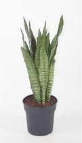 Kamerplant van Botanicly – Vrouwentongen – Hoogte: 65 cm – Sansevieria trif. Ceylanica