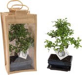 Bonsai van Botanicly – Bonsai Mix – Hoogte: 30 cm