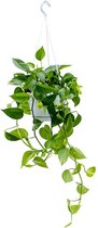 Kamerplant van Botanicly – Scindapsus Epipremnum Aureum – Hoogte: 50 cm