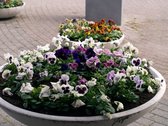Plantenschaal steen, mooi voor bij de entree, winterhard, 100 cm