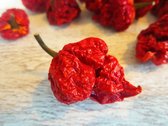 Dragons Breath Chili zaden / Carolina Reaper / Extreem / Tuinieren / Duurzaam / Sambal / Vuur / BBQ / Zaden / Tuin / Rub / Extreme / Super pittig / Smaak / Kweken / Geïsoleerde pep