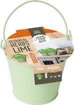 Plantenwinkel Botanical herbs lime zaden giftbox