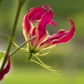 Gloriosa Rothschildiana | 1 stuk | Snijbloem | Geschikt voor in Pot | Rood | Bijzondere Zomerbloeier