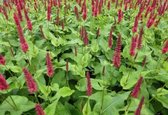 6 x Persicaria amplexicaulis 'Blackfield'® - DUIZENDKNOOP - pot 9 x 9 cm