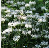 6 x Monarda 'Schneewittchen' - BERGAMOTPLANT , HANENKAM - pot 9 x 9 cm