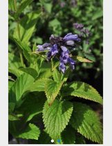 6 x Nepeta subsessilis - KATTEKRUID, KATTENMUNT, - pot 9 x 9 cm