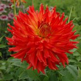 Dahlia Fired Up