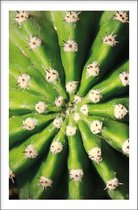 Walljar - Cactus Close Up - Muurdecoratie - Poster