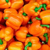 Paprika zaden - California Wonder Orange