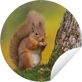 Tuincirkel Rode eekhoorn naast de boom - 60x60 cm - Ronde Tuinposter - Buiten