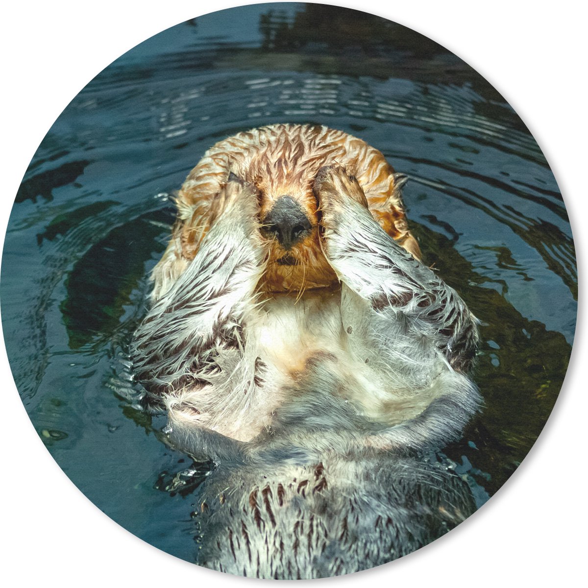 Muismat rond 50x50 cm - Mousepad Otter ligt in het water - Ronde muismatten