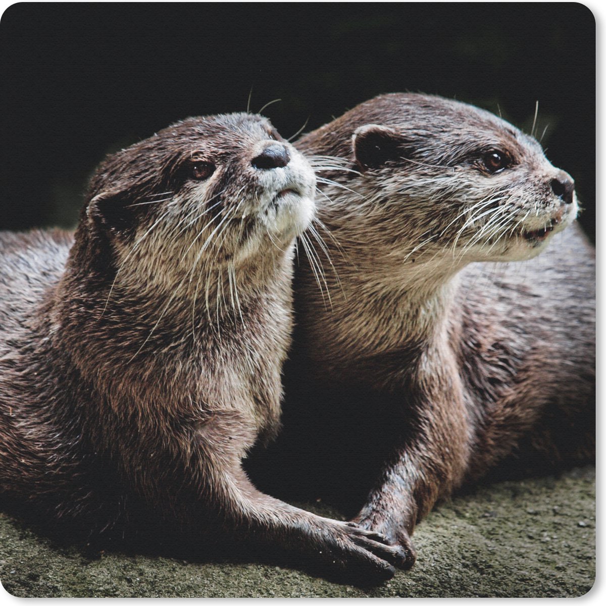 Muismat 30x30 cm - Mousepad Otters houden elkaar vast - Muismatten