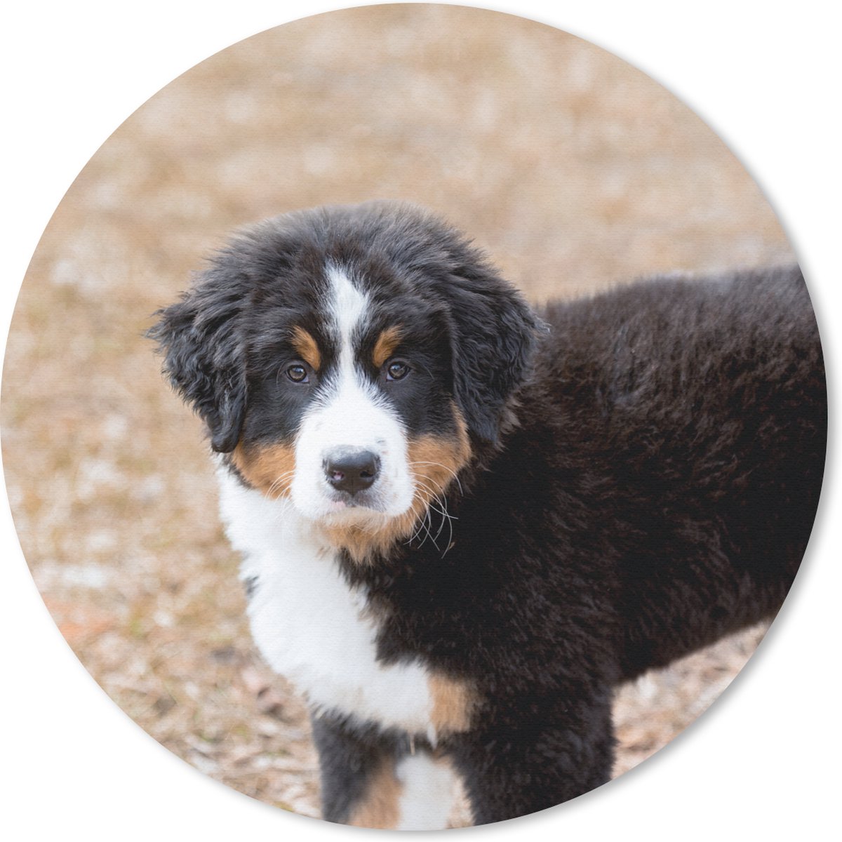 Muismat rond 40x40 cm - Mousepad Berner Sennenhond puppy in de ochtend - Ronde muismatten