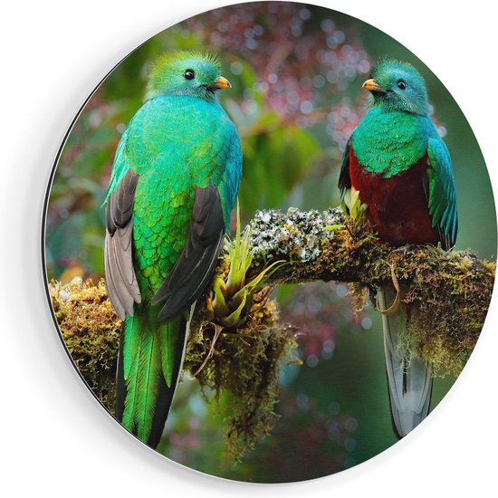 Artaza Dibond Muurcirkel Twee Groene Quetzal Vogels Op Een Tak - Ø 80 cm - Groot - Wandcirkel - Rond Schilderij - Voor Binnen en Buiten