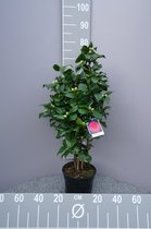 Camellia Japonica Bogliasco