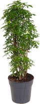 Kamerplant van Botanicly – Vingerboom – Hoogte: 85 cm – Schefflera arboricola Luseana