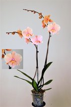 Orchidee van Botanicly – Vlinder orchidee – Hoogte: 65 cm, 2 takken – Phalaenopsis