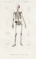 Poster Menselijk skelet - Vintage Schoolplaat - 42 x 70 cm - Wanddecoratie - Muurdecoratie - Slaapkamer - Woonkamer