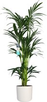 Kamerplant van Botanicly – Kentiapalm  incl. witte cilindrische sierpot als set – Hoogte: 160 cm – Howea forsteriana Kentia