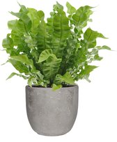 Varen van Botanicly – Nestvaren in grijs Keramisch pot 'MICA' als set – Hoogte: 35 cm – Asplenium Crispy Wave