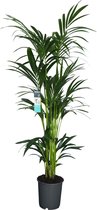 Kamerplant van Botanicly – Kentiapalm  – Hoogte: 160 cm – Howea forsteriana Kentia