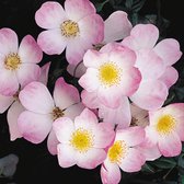 Francis E. Lester | Klimroos | 3 meter hoog | Bijzondere roze bloemen | Sterke geur | Wortel