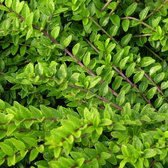 Lonicera pileata 'Moss Green' - Struikkamperfoelie - Pot Ø 9 cm (0,7 liter)