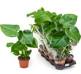 Plantenwinkel Monstera deliciosa L gatenplant kamerplant