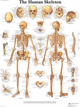 Het menselijk lichaam - anatomie poster skelet (Engels, papier, 50x67 cm)