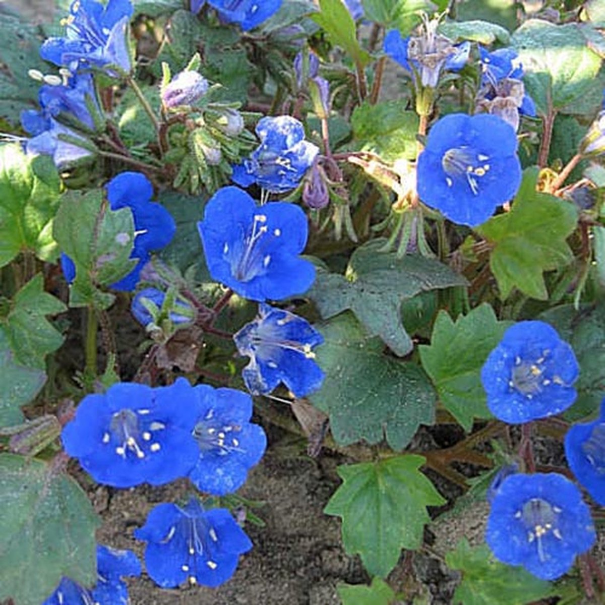 Bijenvoer zaden - Bijenvoer blauw