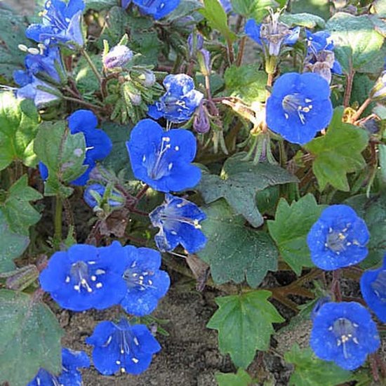 Bijenvoer zaden - Bijenvoer blauw