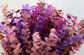 Bos Eucalyptus Cinera Lady - 5 bos - VERSE DROOGBLOEMEN - 350 GRAM per bos - Decoratieve takken - GRATIS verzending