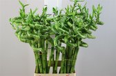 Lucky Bamboo / Bamboe Spiraal - VERS - 75cm - 5 STUKS - Decoratieve tak - GRATIS Verzending!!