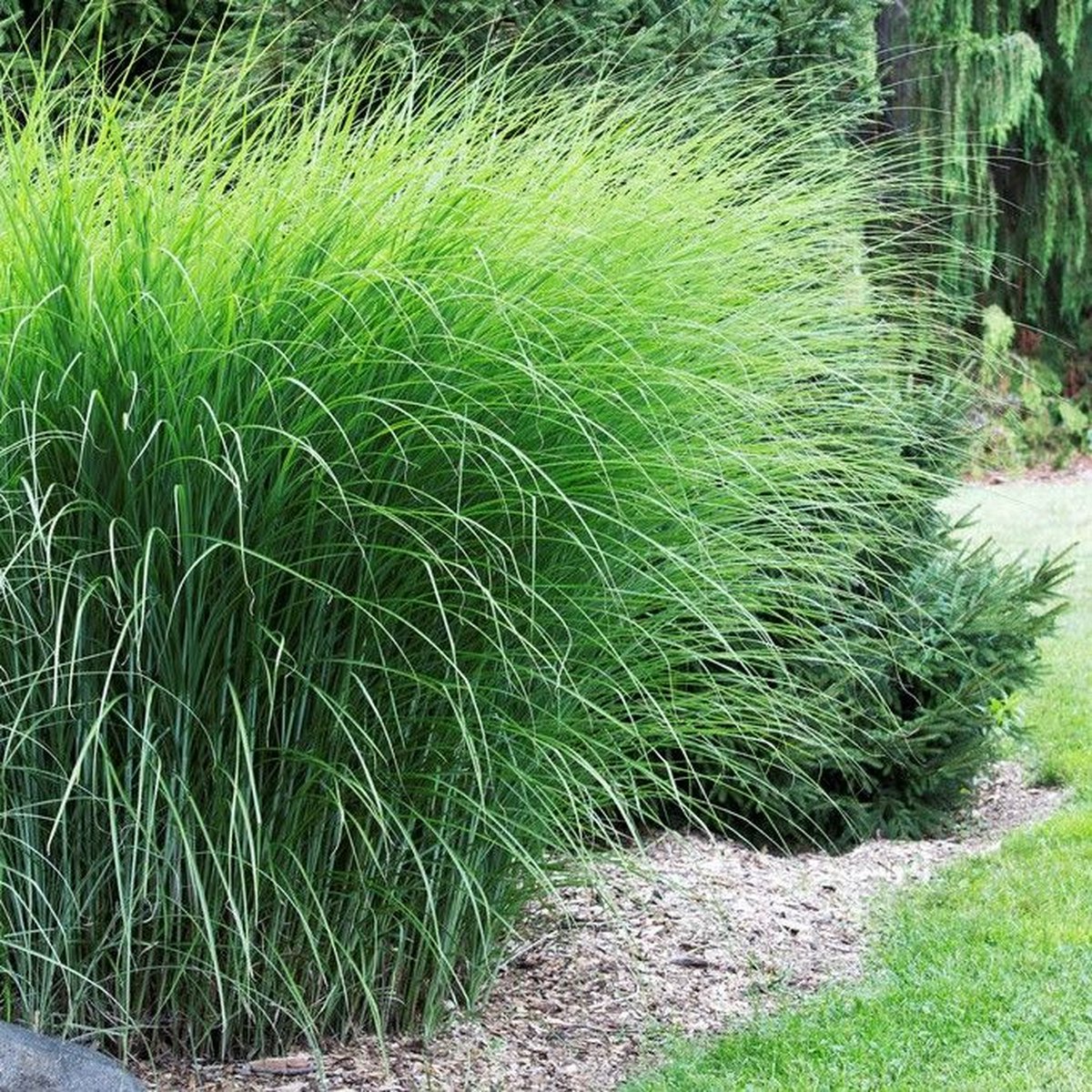 25 x Prachtriet Gracillimus - Winterhard Siergras - Miscanthus sinensis 'Gracillimus' in 9x9cm pot met hoogte 5-10cm