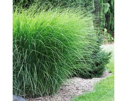 25 x Prachtriet Gracillimus - Winterhard Siergras - Miscanthus sinensis 'Gracillimus' in 9x9cm pot met hoogte 5-10cm