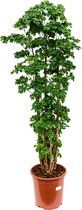 Plantenwinkel Polyscias aralia roble M kamerplant