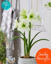 TUIN Amaryllis Northpole® - Pakket van 5 bollen - bolmaat 24/26 - Season of Amaryllis