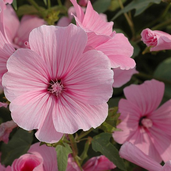 Lavatera Roze Zaden - Rijkbloeiende Planten met Karmijnroze Bloemen | bol
