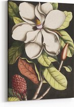 Schilderij op Canvas - 75 x 100 cm - Magnolia - Bloemen en Planten - Kunst - Mark Catesby - Wanddecoratie - Muurdecoratie - Slaapkamer - Woonkamer