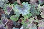 6x Damastbloem (Heuchera 'Beauty Color') - P9 pot (9x9)