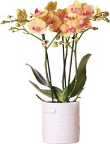 Kolibri Orchids | Oranje Phalaenopsis orchidee – Jamaica + Jug sierpot wit – potmaat Ø9cm – 40cm hoog | bloeiende kamerplant in bloempot - vers van de kweker