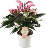 Anthurium Zizou ↨ 40cm - hoge kwaliteit planten