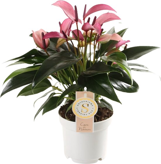 Anthurium Zizou ↨ 40cm Hoge Kwaliteit Planten 